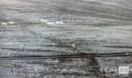 邊防軍出奇事：白天見珍稀動物晚上拍狼馬大戰(zhàn)